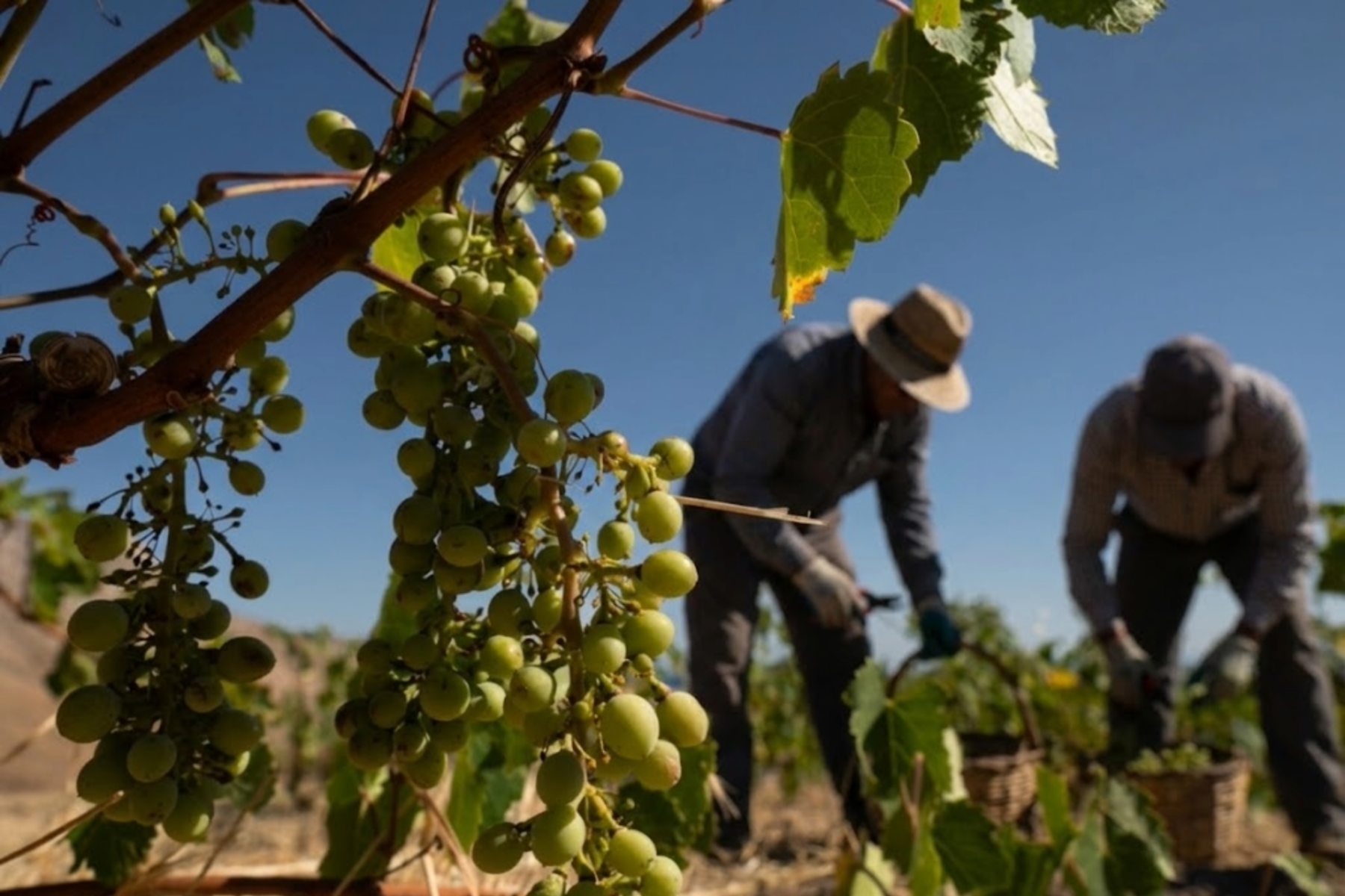 Crop image project-56