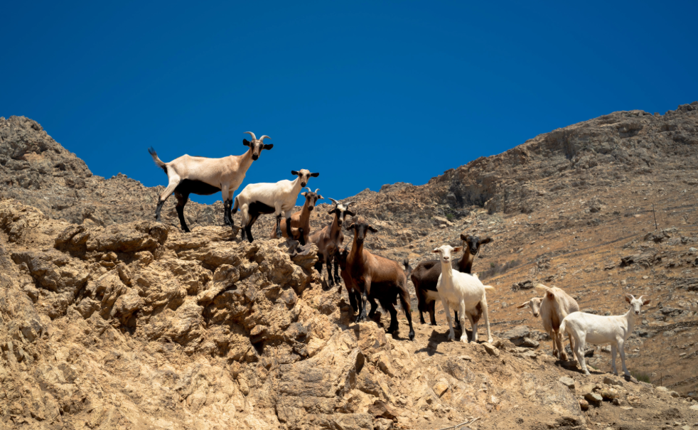 Kalo Ampeli – Goats