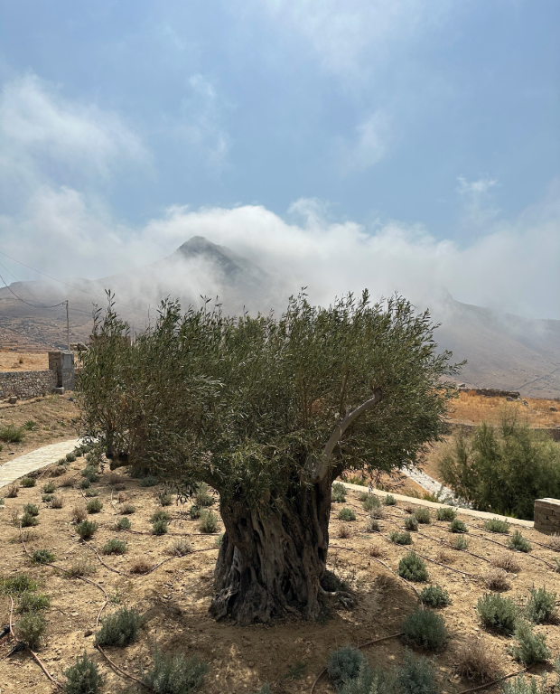 Kalo, Ampeli – Olive Tree