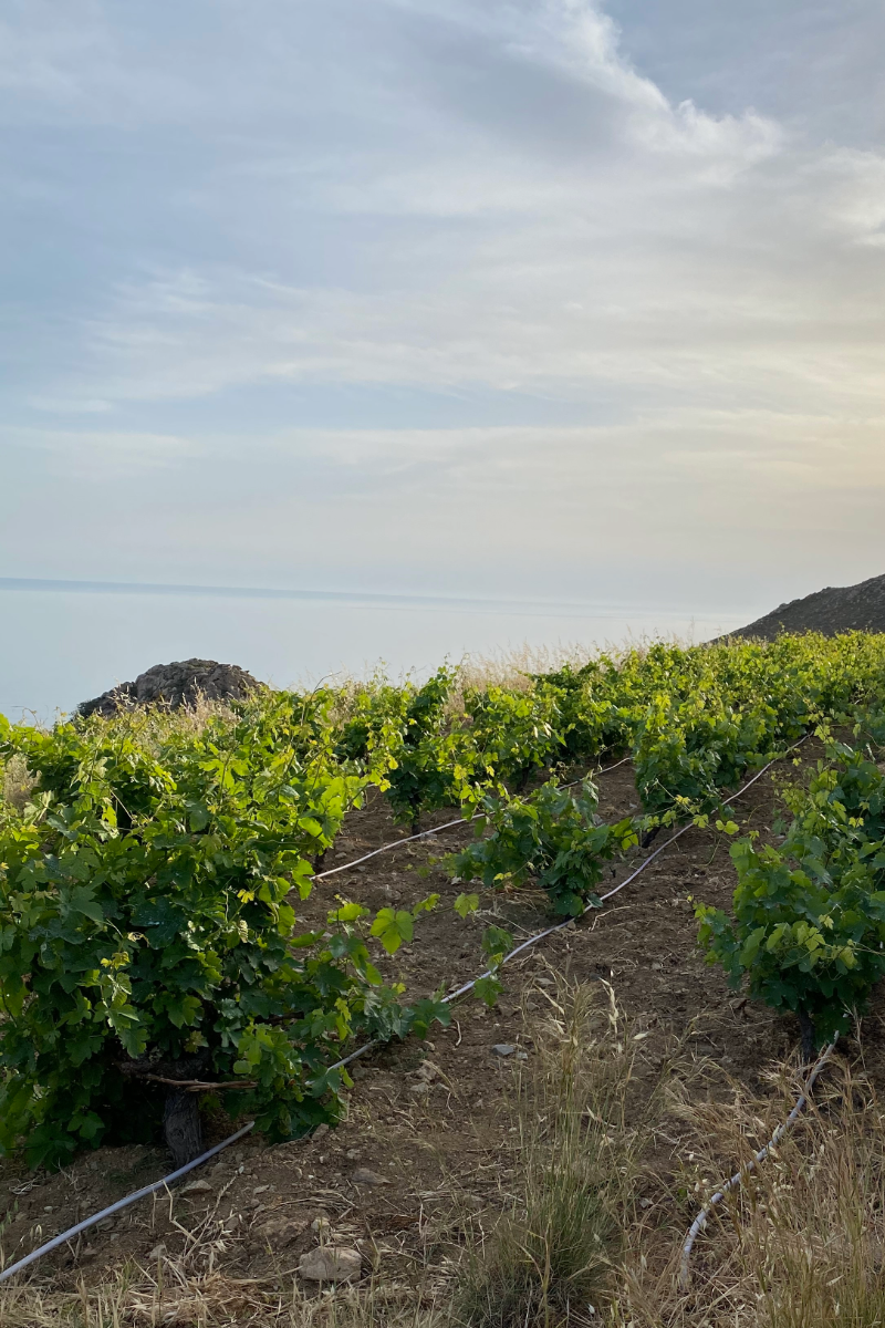 Kalo Ampeli Portrait-26