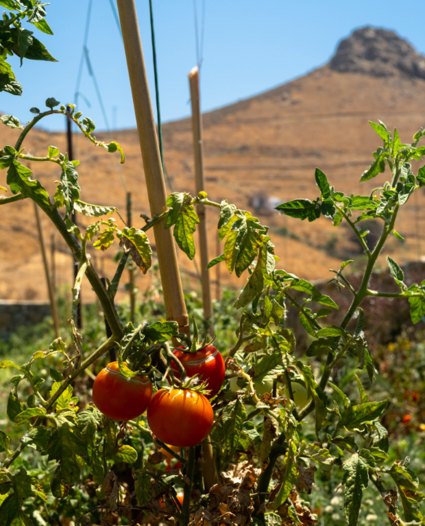 Kalo Ampeli – Tomatoes