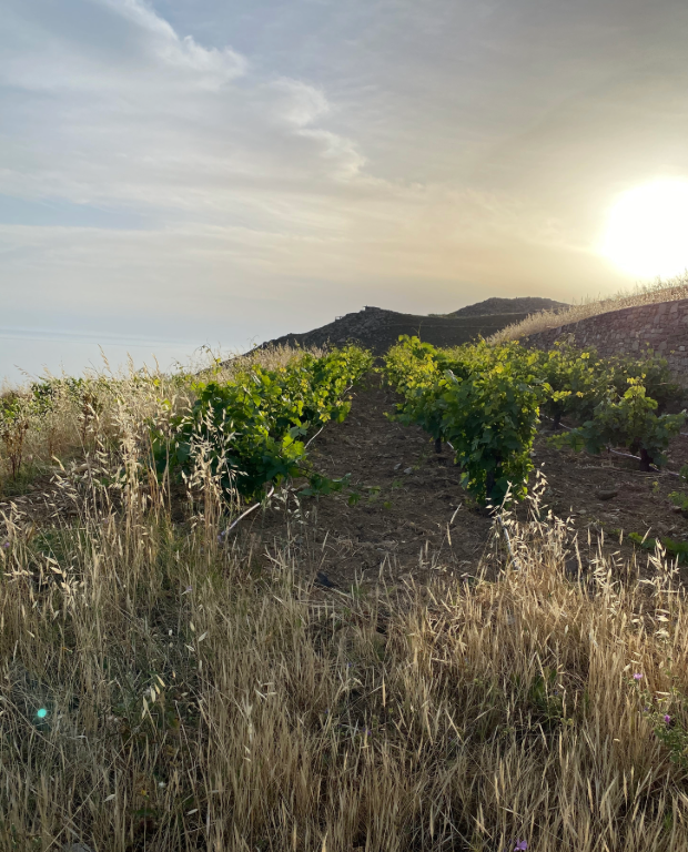 Kalo Ampeli – Vineyards